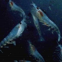 Andrew O'Neill: A Short, Aggressive Lecture On Krill. Then Jokes