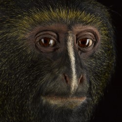 Monkeys: Our Primate Family