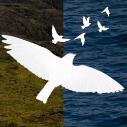 Aderyn/Bird