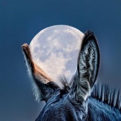 A Midsummer Night's Dream
