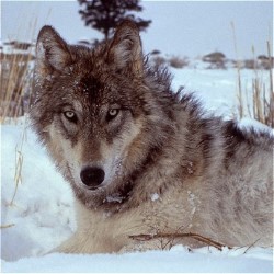 Wolf Play Reading