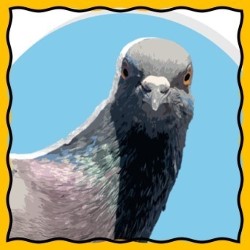 Pigeon Syndrome
