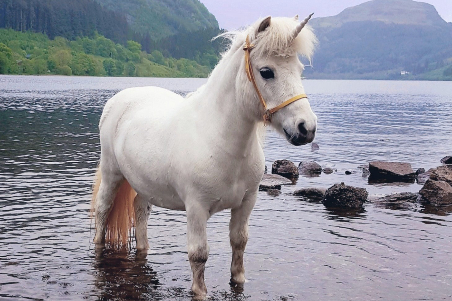 Meet Princess with The Unicorn Experience