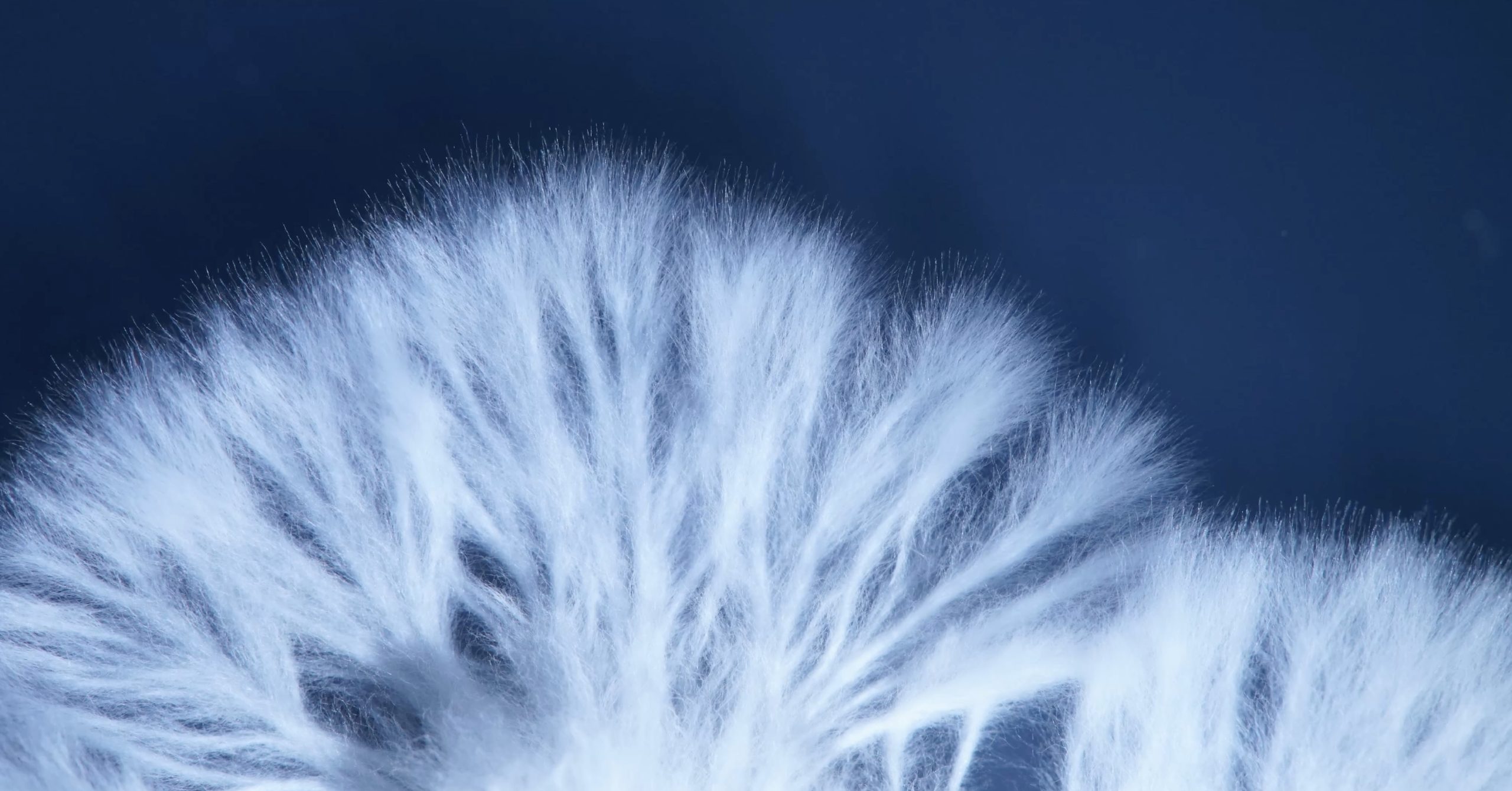 Spotlight Talk: Fungi Sessions