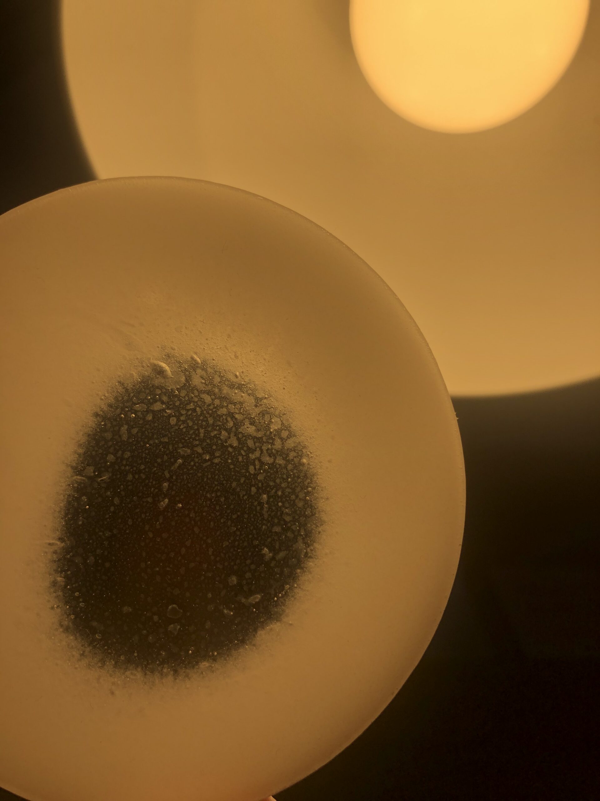 Megan Rudden: Love in the Ecotone