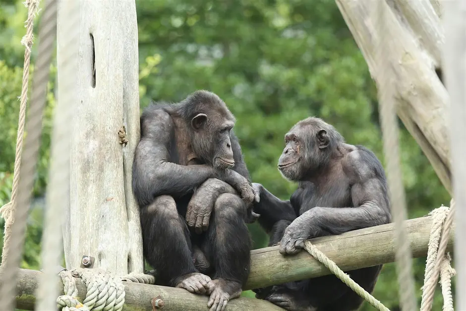 Edinburgh Zoo BSL Tour