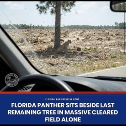 Josie Long: Florida panther sits beside last remaining tree in massive cleared field alone (but good vibes actually) (WIP)