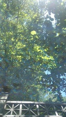 A WALK IN THE PARK