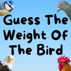 Guess the Weight of the Bird
