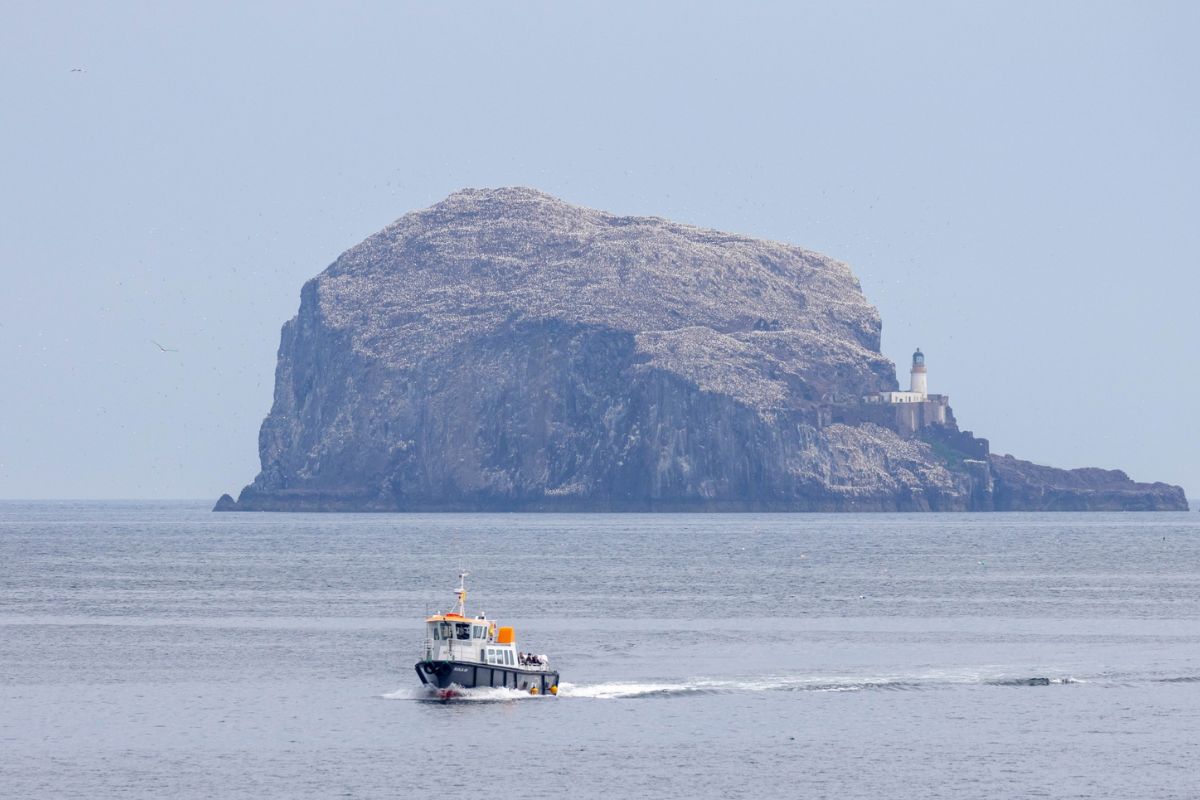 Seabird Boat Tour