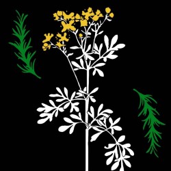 What the Flowers Think (About the Apocalypse)